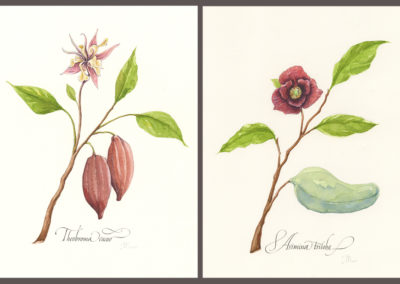 Watercolor illustrations Design by John Stevens